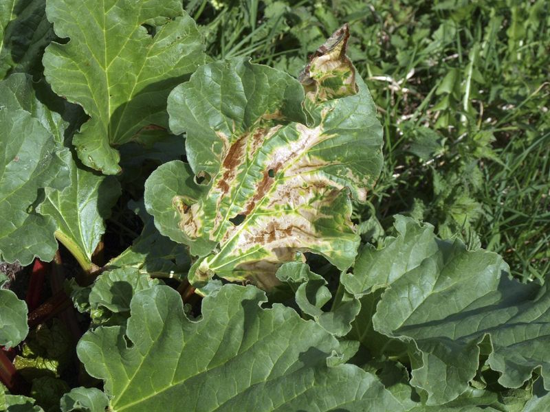 Monitor for Pests and Diseases