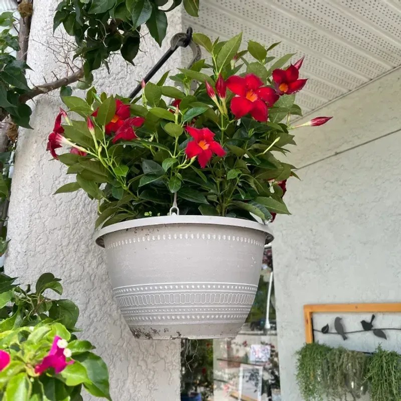 Mandevilla
