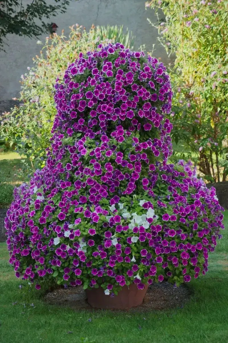 Calibrachoa (Million Bells)