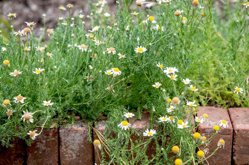 Chamomile (Chamaemelum nobile)