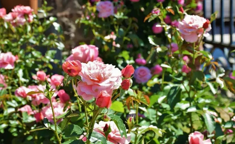 Roses (Healthy and Maintained)