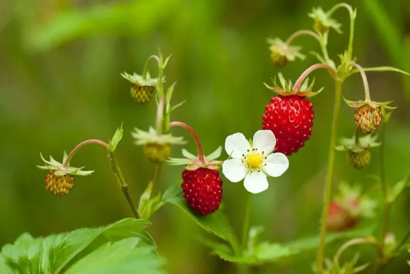 Wild Strawberry