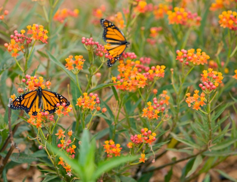 Relying Only on Annuals