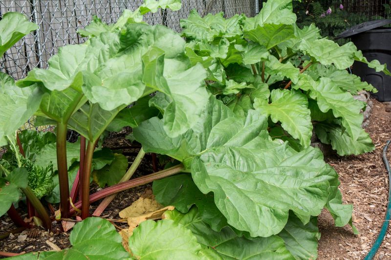 Plan for Seasonal Care