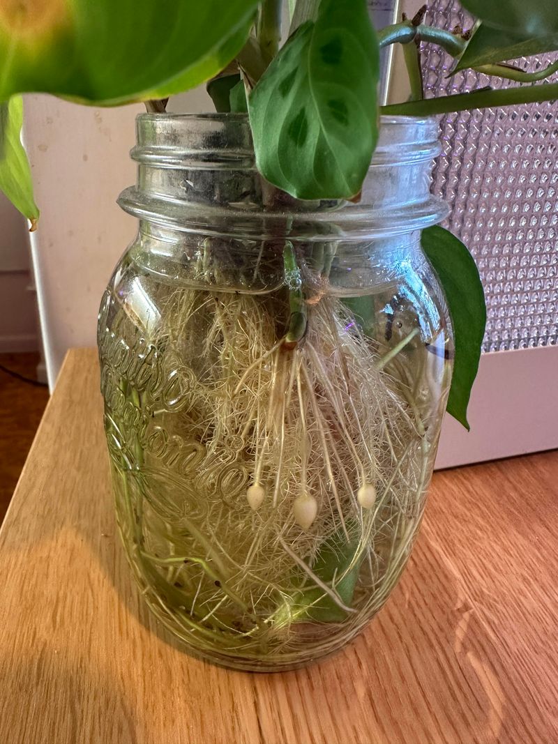 Root Development and Adaptation