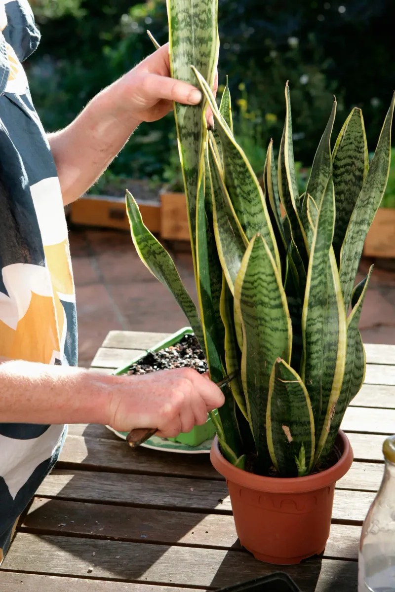Snake Plant