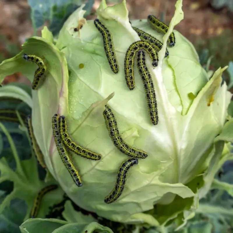 Cabbage Worms