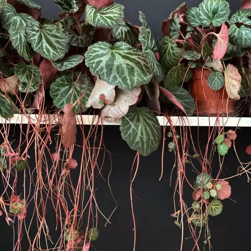 Humidity Helps—Especially Indoors