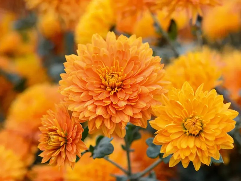 Chrysanthemum