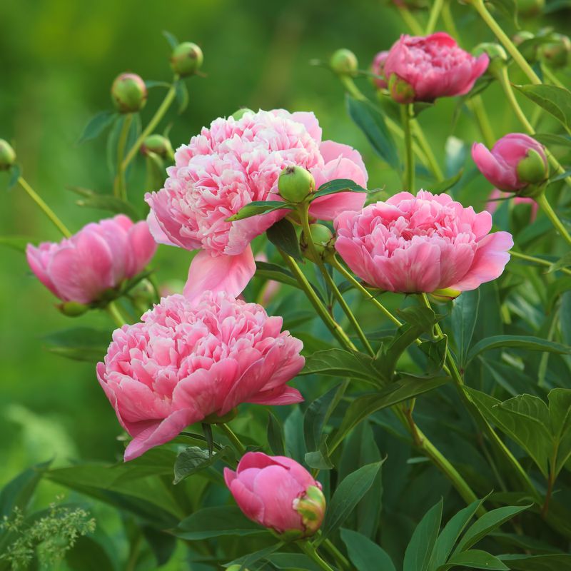 Peony