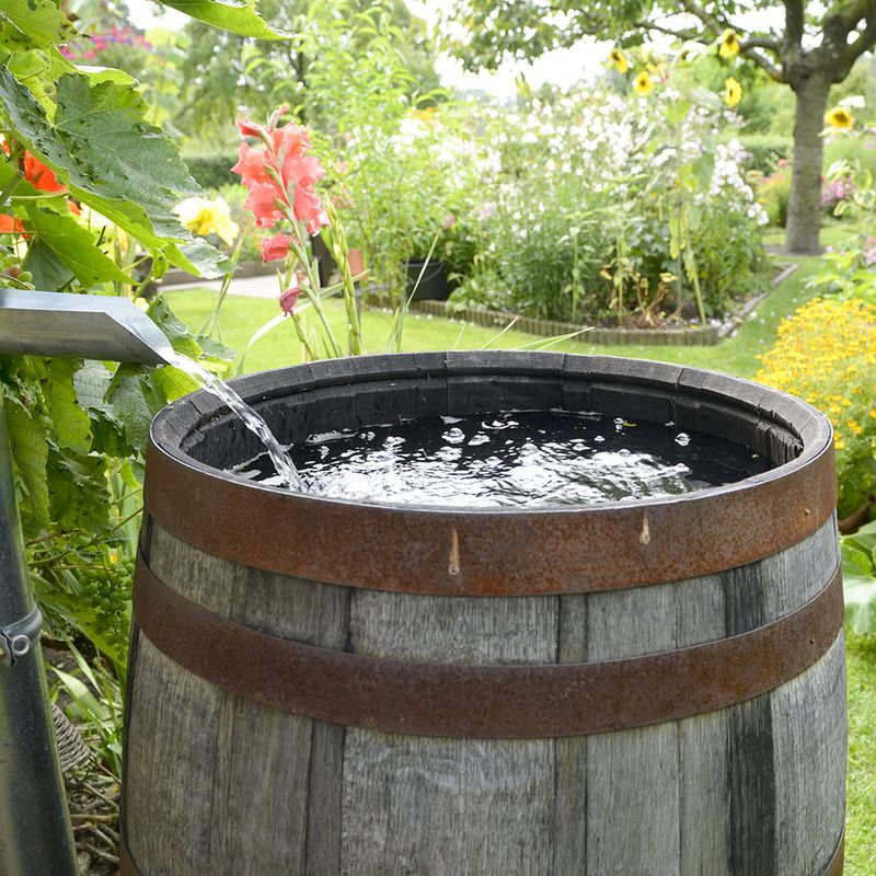 Collect Rainwater