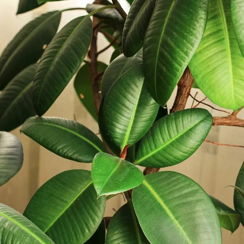 Rubber Plant