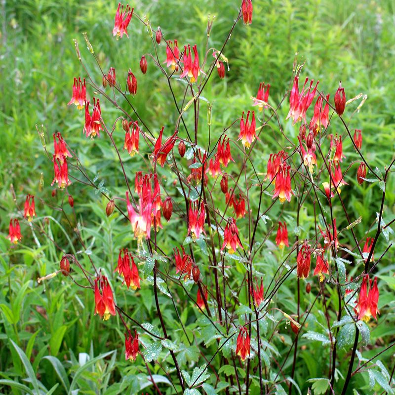 Red Columbine (Aquilegia canadensis)
