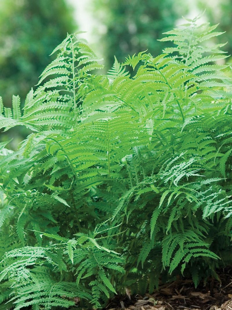 Ferns