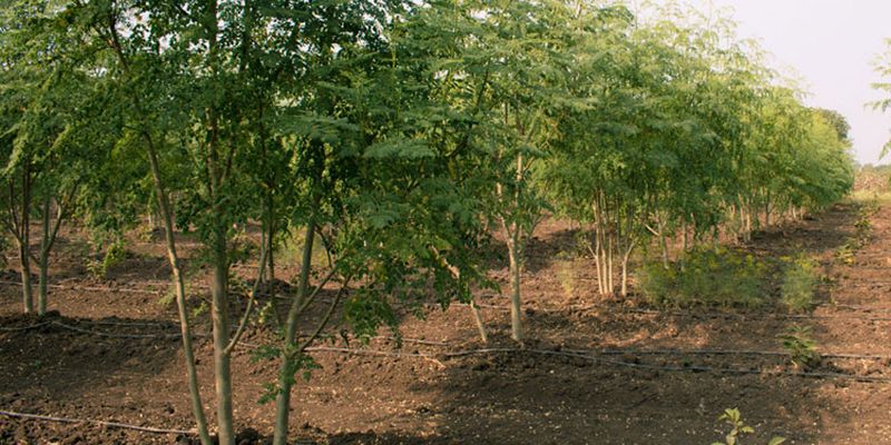 Moringa Tree