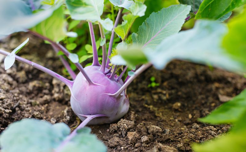 Kohlrabi