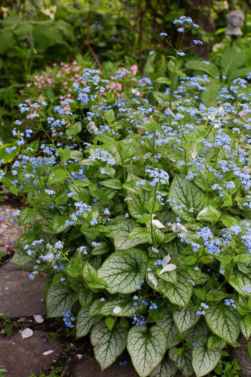 Siberian Bugloss