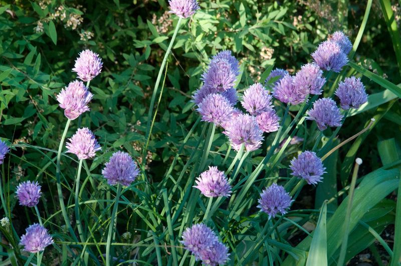 Chives