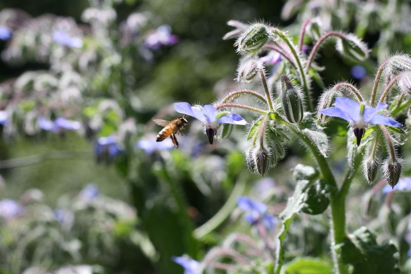 Borage