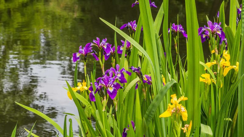Japanese Iris