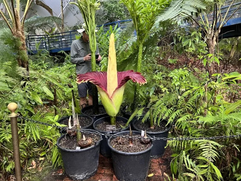 Corpse Flower