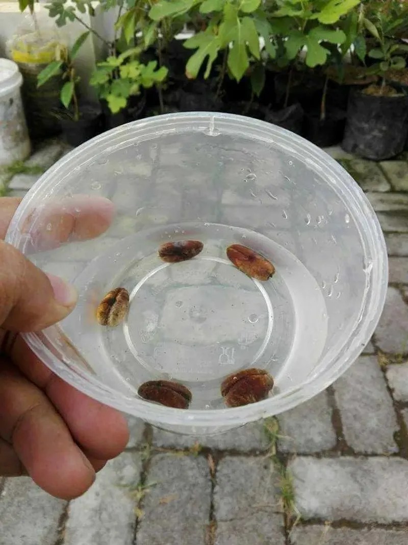 Clean the Seeds Thoroughly