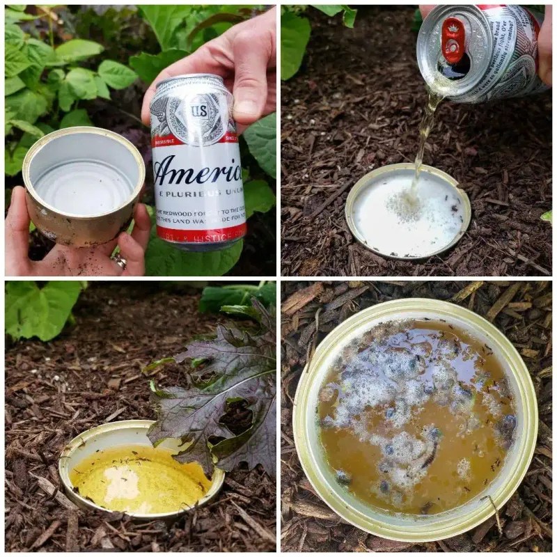 Use Beer Traps for Slugs &amp; Snails