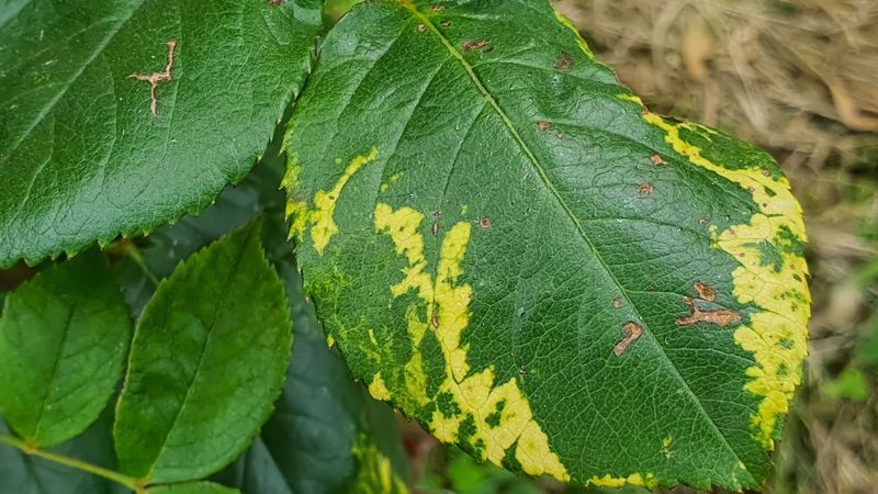 Buy Certified Disease-Free Seeds &amp; Plants