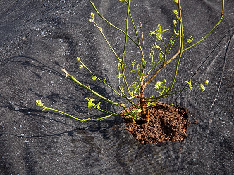 Can Cause Root Rot in Some Plants