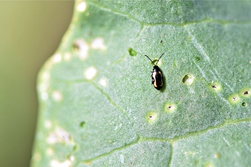 Flea Beetles