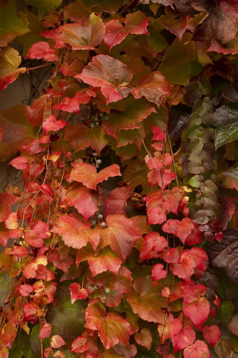 Better Choice: Boston Ivy (Parthenocissus tricuspidata)
