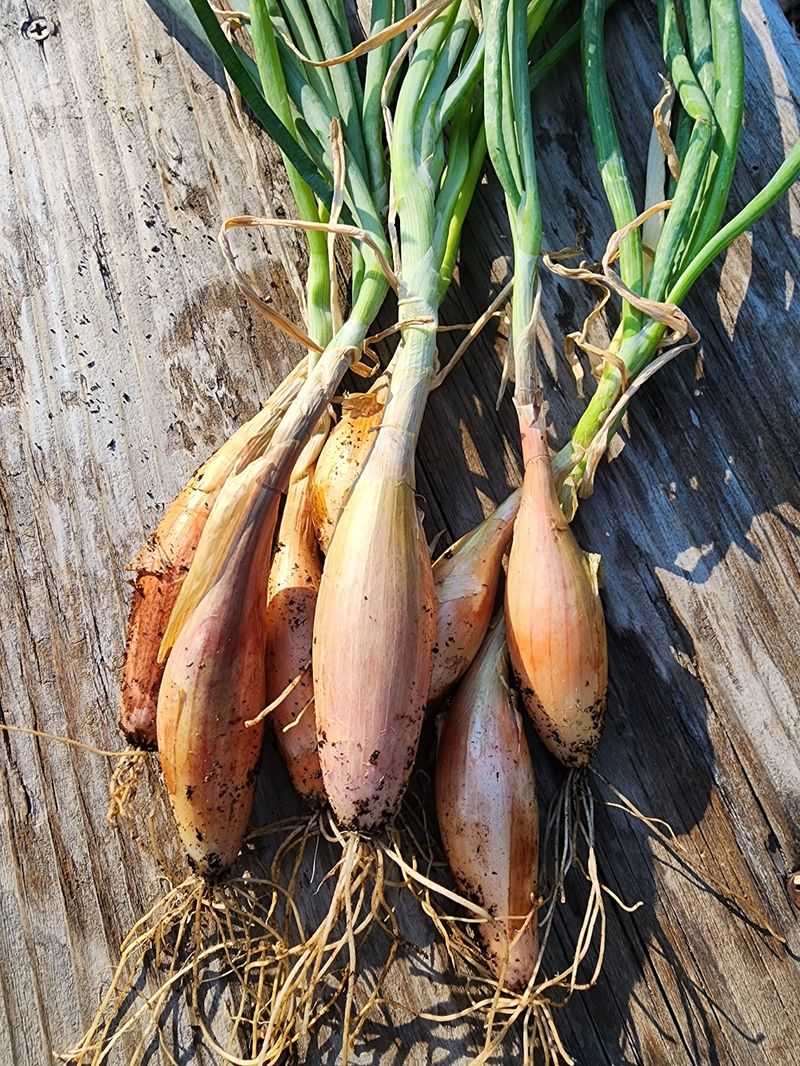 Onions &amp; Shallots