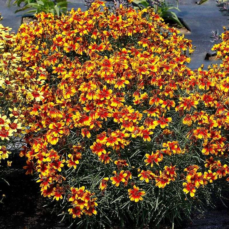 Coreopsis