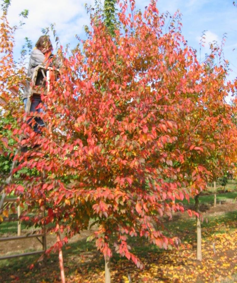 American Hornbeam
