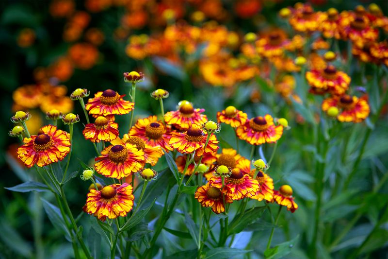 Sneezeweed