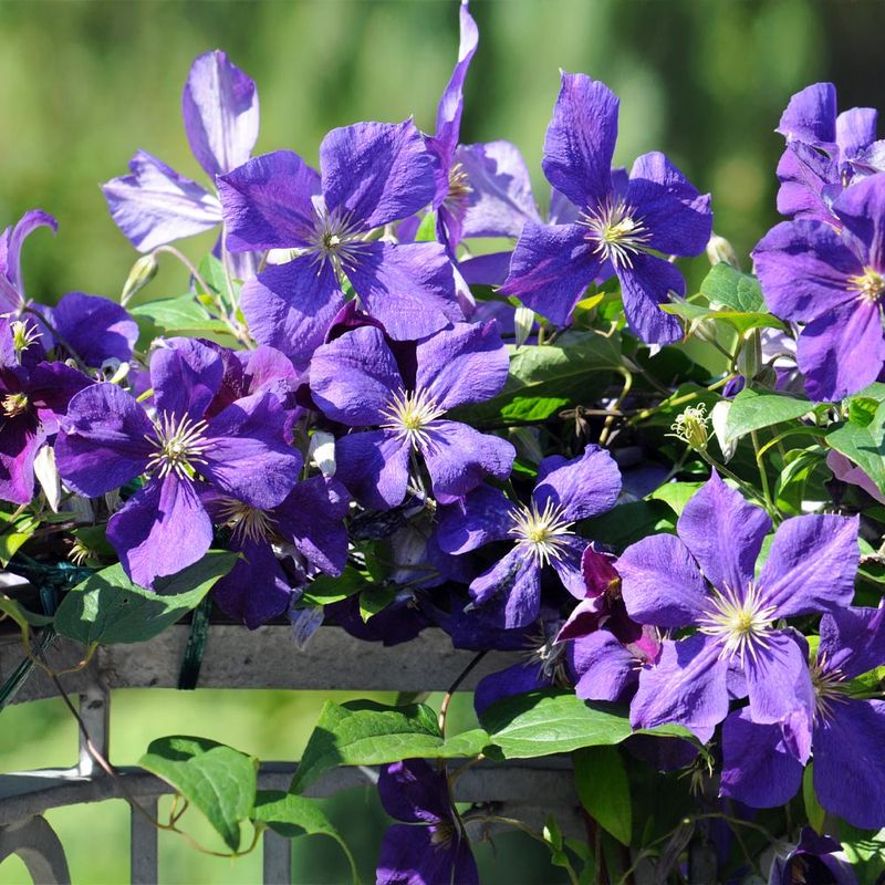 Clematis ‘Jackmanii’