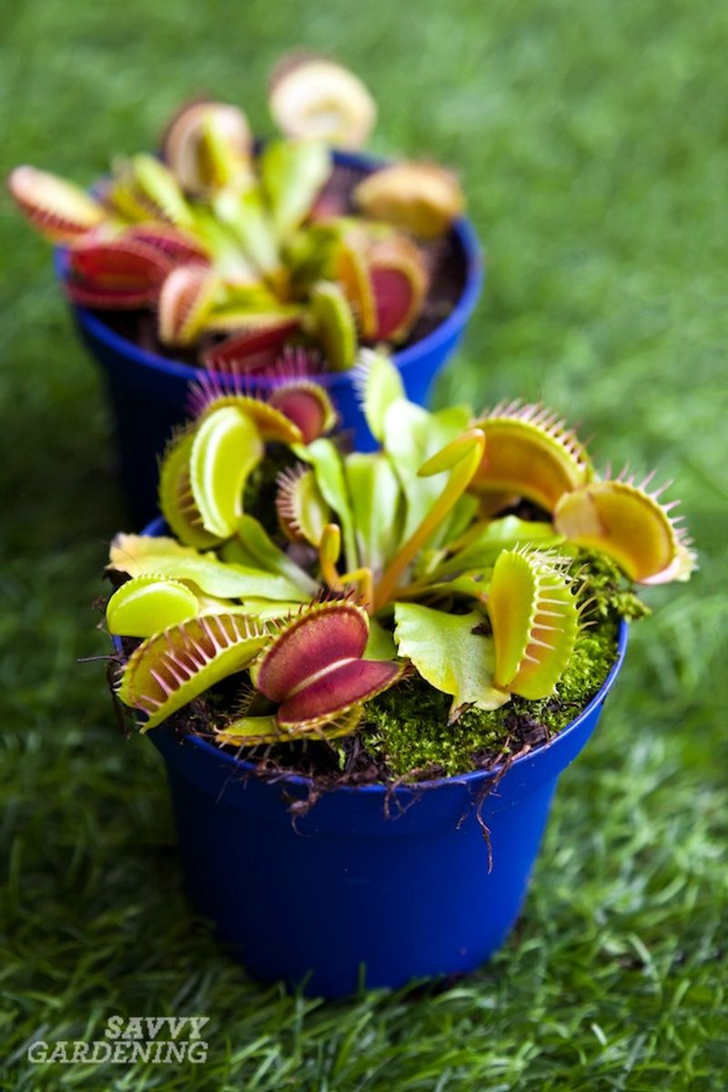 Venus Flytrap