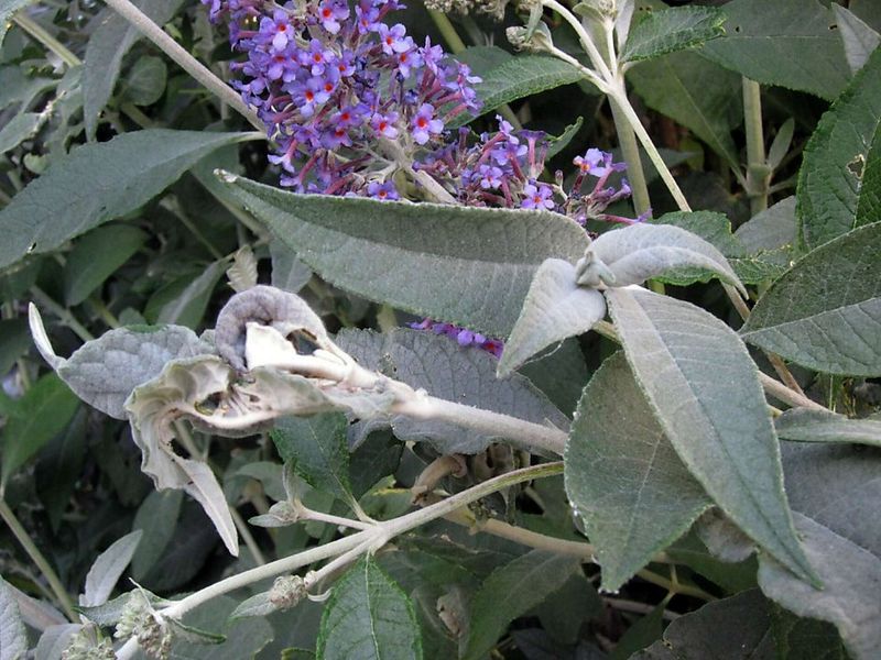 Pruning at the Wrong Time of Day