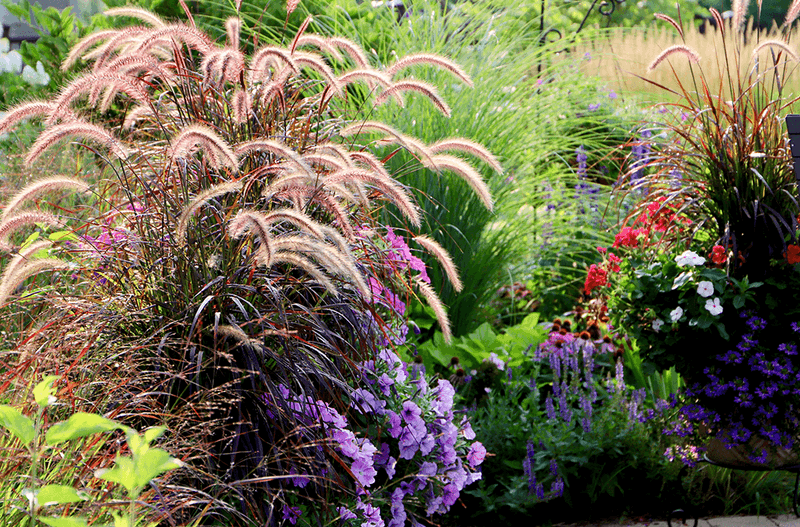 Plant Ornamental Grasses