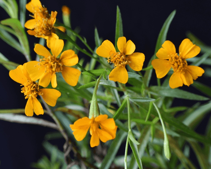 Mexican Mint Marigold