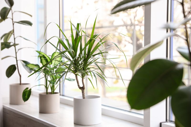 Air Quality and Plant Health