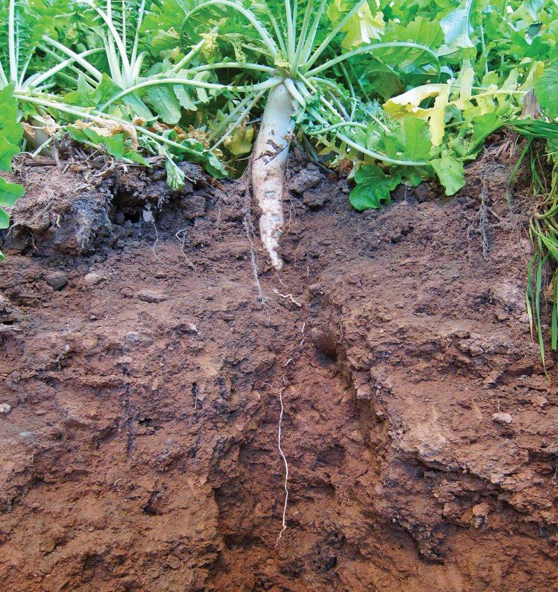 Soil Compaction: Breathless Roots