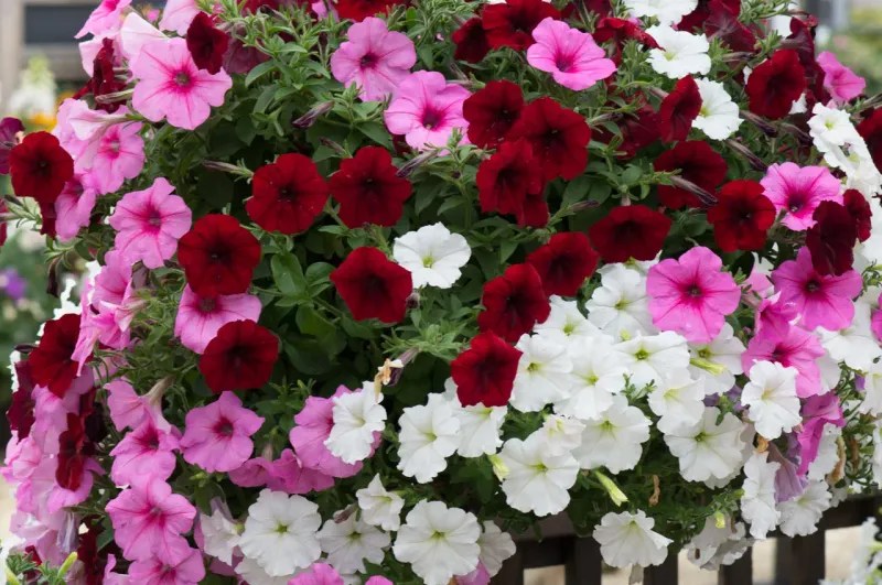 Trailing Petunias (like Wave or Supertunia)