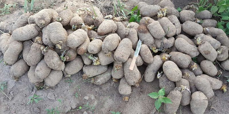 Yam Plant