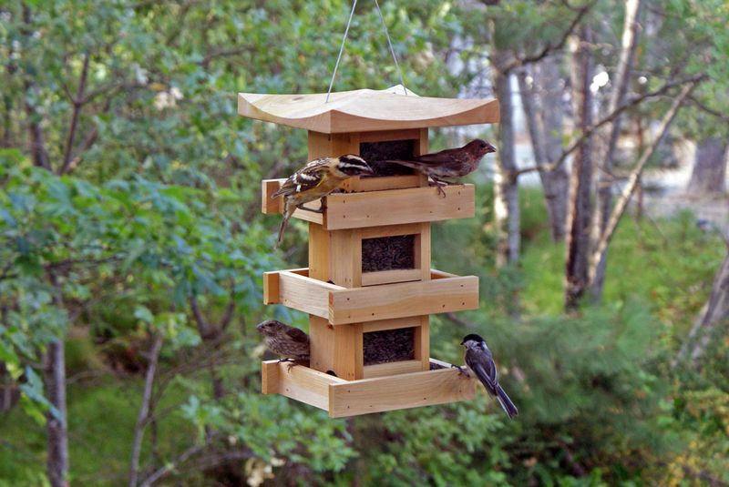 Bird Feeders