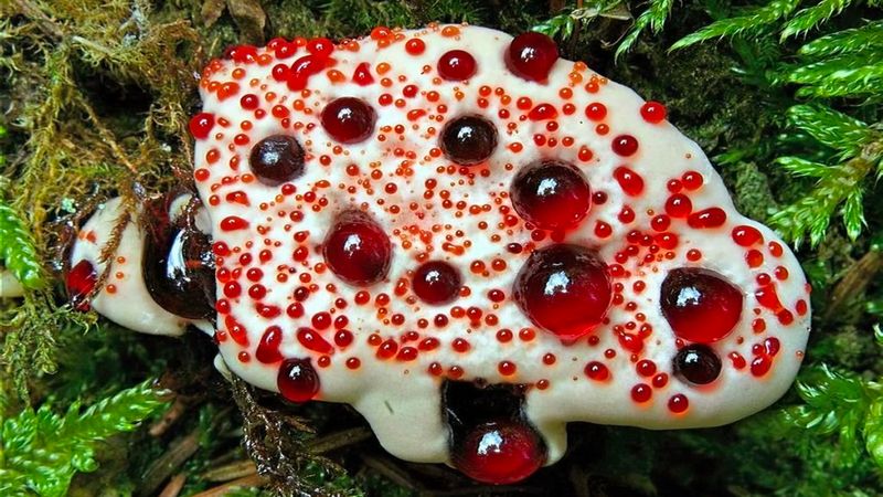 Bleeding Tooth Fungus