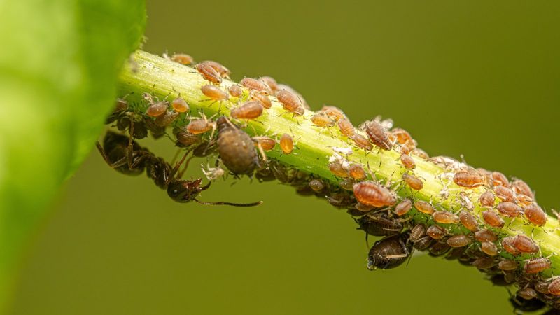 Control Aphids