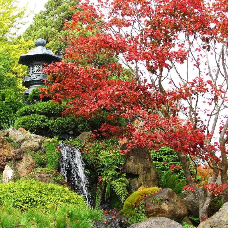 Japanese Maple Tree