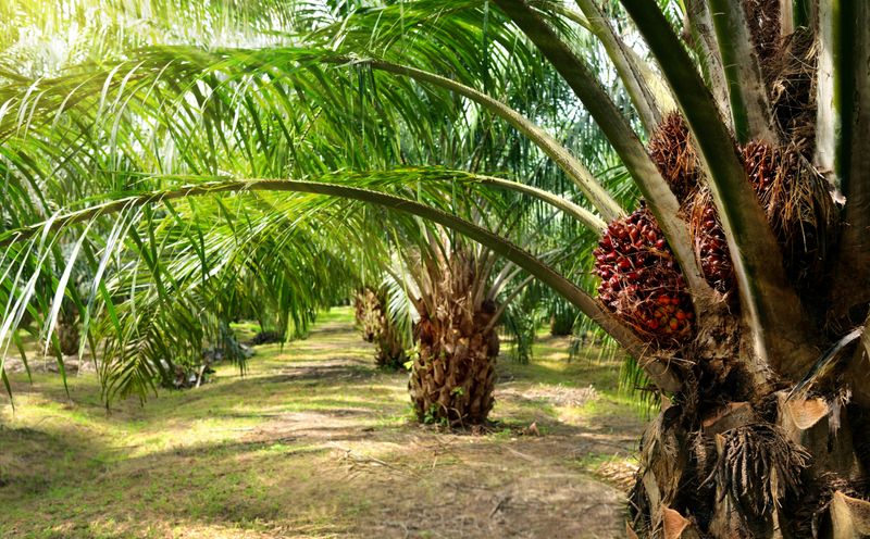 African Oil Palm