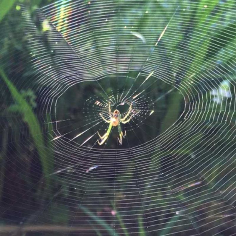 Spiders: Eight-Legged Allies